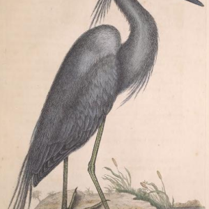 Little Blue Heron