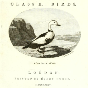 Labrador Duck, Frontispiece engraving