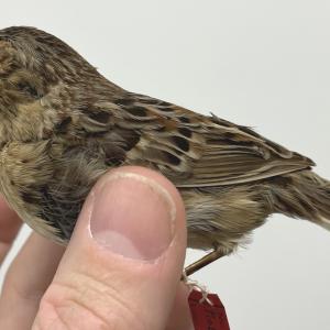 Grasshopper Sparrow