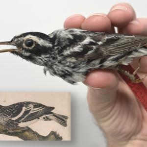 Black-and-white Warbler