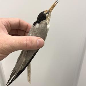 Least Tern (mounted taxidermy)