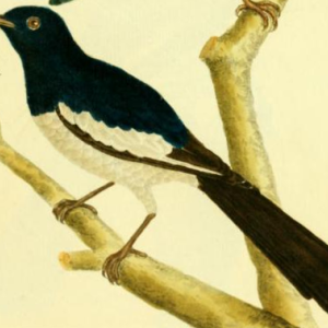 Magpie Robin