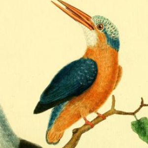 Malachite Kingfisher, Drawn by F.-N. Martinet