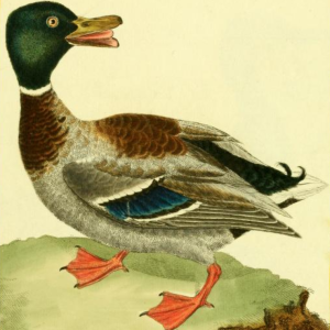Mallard, Drawn by F.-N. Martinet