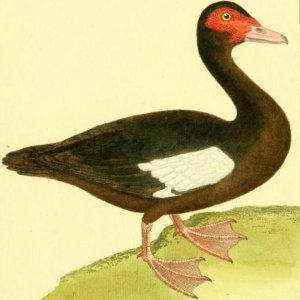 Muscovy Duck