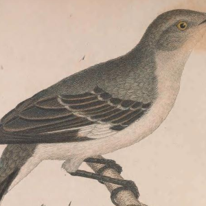 Northern Mockingbird