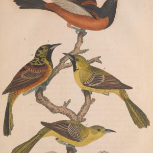 Orchard Oriole