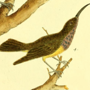 Olive Backed Sunbird