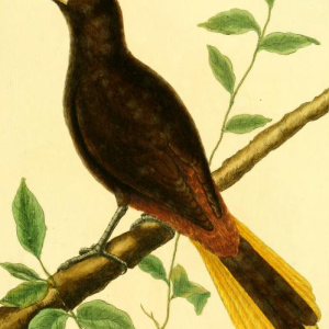 Oropendola