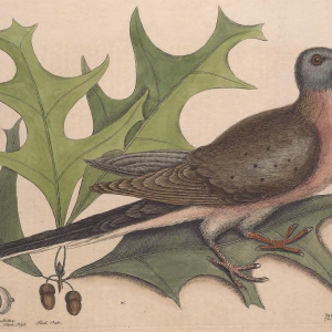 Passenger Pigeon