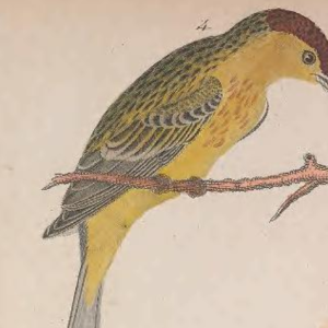 Palm Warbler (eastern)