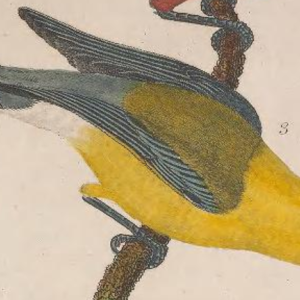 Unidentified waterthrush