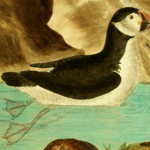 Atlantic Puffin, Drawn by F.-N. Martinet