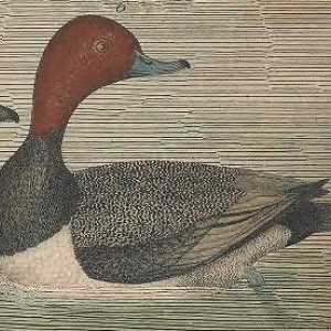 Engraved by A. Lawson