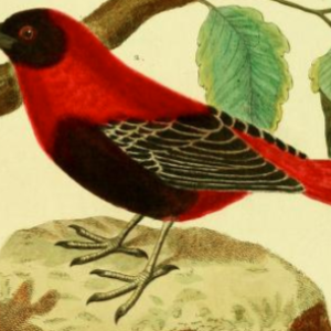 RedBishop