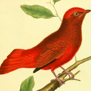Red Cotinga