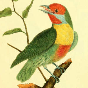Red Crowned Barbet