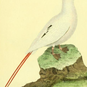 Red Tailed Tropicbird