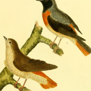 Redstart