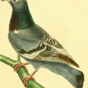 Rock Dove