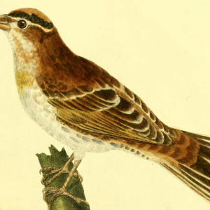 Rock Sparrow