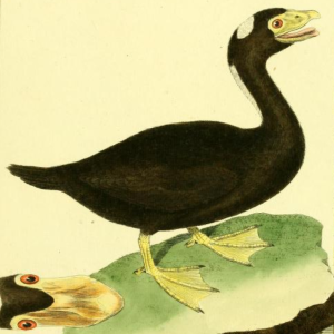 Surf Scoter, Drawn by F.-N. Martinet