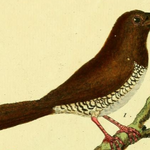 Scaly Breasted Munia