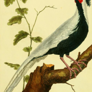 Silver Pheasant