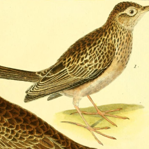 Skylark, Drawn by F.-N. Martinet (1731-1800)