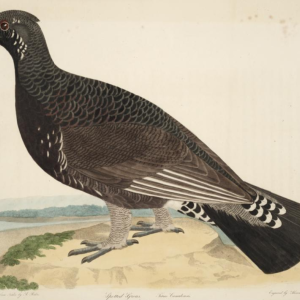 Spotted Grouse