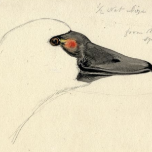 Tundra Swan, by T. R. Peale