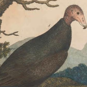 Turkey Vulture, Engraved by A. Lawson
