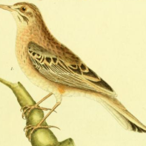 Tree Pipit