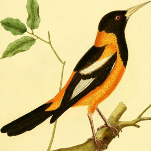 Venezuelan Troupial