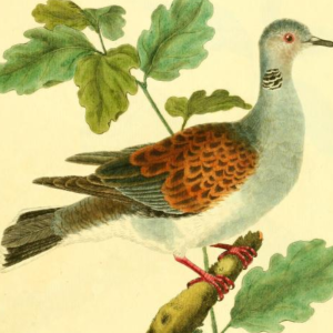 European Turtle Dove, Drawn by F.-N. Martinet