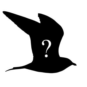 Silhouette of Skua, with question mark