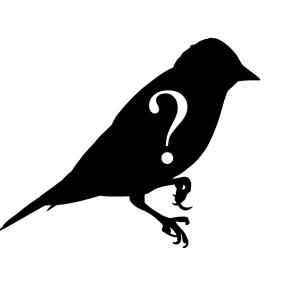 Silhouette of Sparrow, with question mark