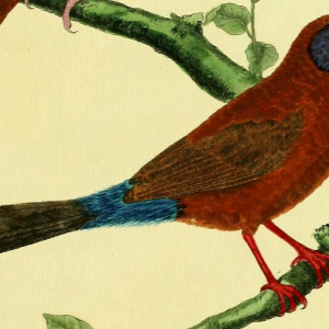 Violet-eared Waxbill