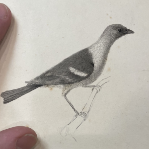 Charles Willson Peale, illustration of Western Tanager