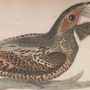 Engraved by J. G. Warnicke 