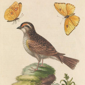 White-throated Sparrow