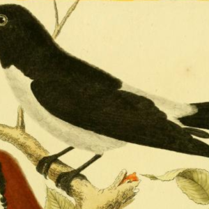 White Breasted Wood Swallow