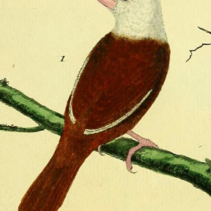 White-headed Munia