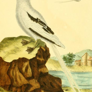 White Tailed Tropicbird