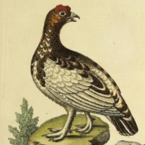 Willow Ptarmigan