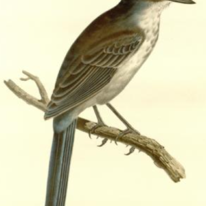 Woodhouse's Scrub Jay