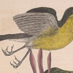 Yellow-breasted Chat