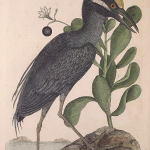 Yellow-crowned Night Heron 