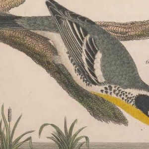 Yellow-rumped Warbler