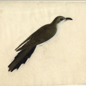 Black-billed Cuckoo